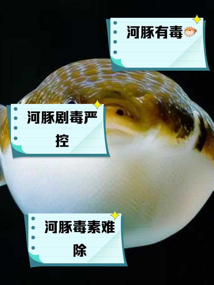 河豚毒素在哪个部位